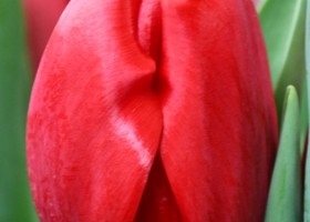 Tulipa Red Power (4)